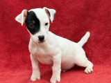 1 chiot m&acirc;le Jack Russell LOF &agrave; vendre