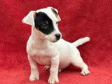 1 chiot m&acirc;le Jack Russell LOF &agrave; vendre