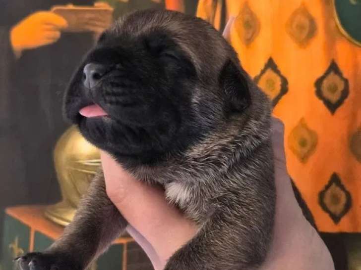 6 chiots Cane Corso disponibles à la vente (LOF)