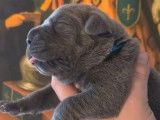 6 chiots Cane Corso disponibles à la vente (LOF)