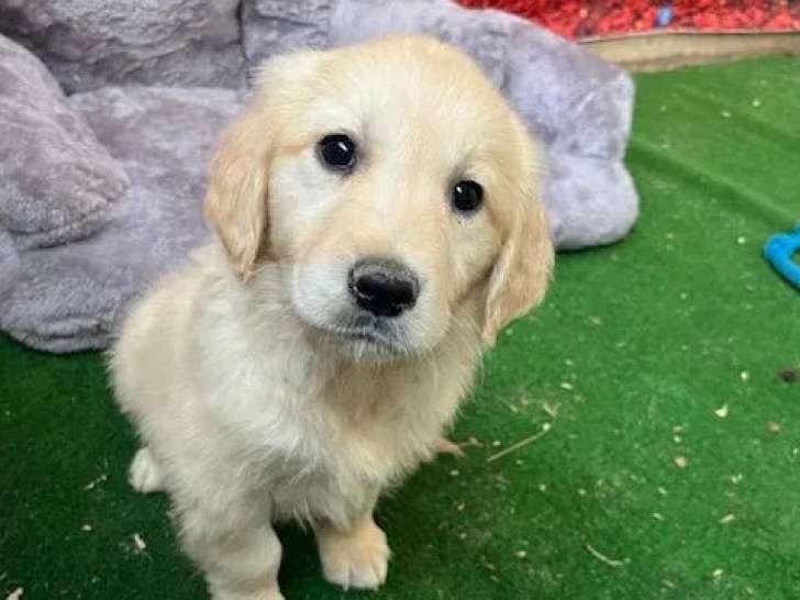 10 chiots Golden Retriever LOF à vendre