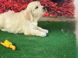 10 chiots Golden Retriever LOF à vendre
