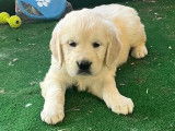 10 chiots Golden Retriever LOF à vendre