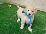 10 chiots Golden Retriever LOF à vendre