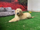 10 chiots Golden Retriever LOF à vendre