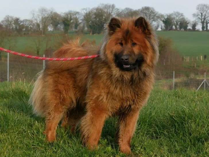 Chien adulte mâle Eurasier de 2 ans à vendre (LOF)