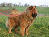 Chien adulte mâle Eurasier de 2 ans à vendre (LOF)
