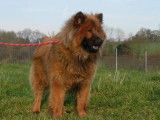 Chien adulte mâle Eurasier de 2 ans à vendre (LOF)