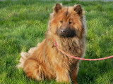 Chien adulte mâle Eurasier de 2 ans à vendre (LOF)