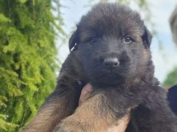 5 chiots Berger Allemand LOF à réserver