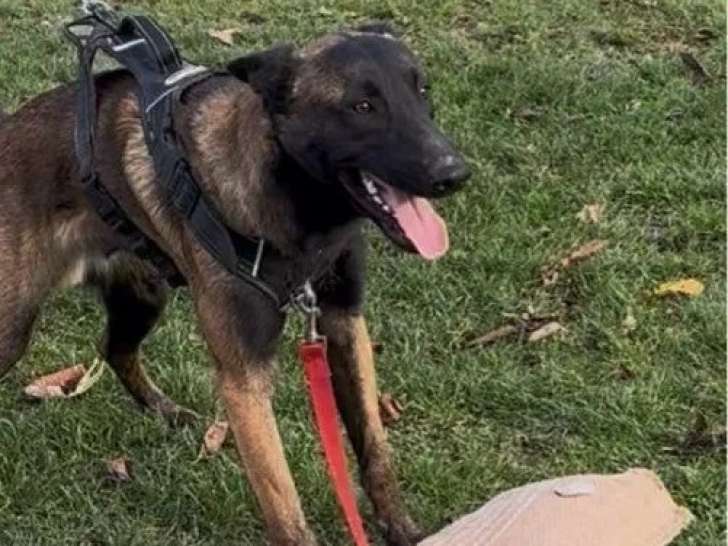 Chiot mâle Berger Belge Malinois à vendre (LOF)