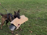Chiot mâle Berger Belge Malinois à vendre (LOF)