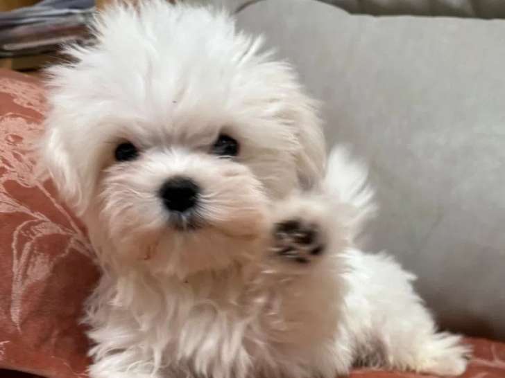 5 chiots mâles Bichon Maltais disponibles à l’achat (LOF)