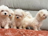 5 chiots mâles Bichon Maltais disponibles à l’achat (LOF)
