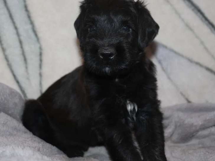 1 chiot femelle Berger de Brie disponible à la réservation (LOF)