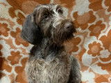 3 chiots femelles Griffon Korthals LOF à vendre