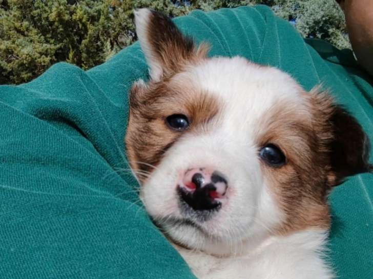 Canica, adorable chiot femelle croisée Border Collie à adopter en association