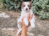 Canica, adorable chiot femelle croisée Border Collie à adopter en association
