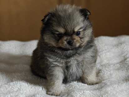 Adorables chiots Loulou de Poméranie à vendre