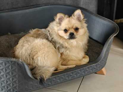 Adorables chiots Loulou de Poméranie à vendre