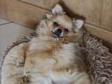 Adorable jeune chien Loulou de Poméranie à vendre