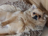 Adorable jeune chien Loulou de Poméranie à vendre