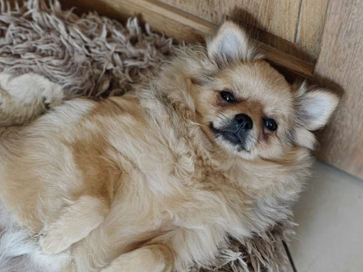 Adorable jeune chien Loulou de Poméranie à vendre