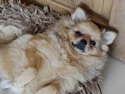 Adorable jeune chien Loulou de Poméranie à vendre