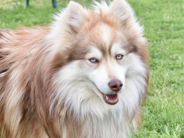 1 chien Pomsky LOF à vendre, né en 2020