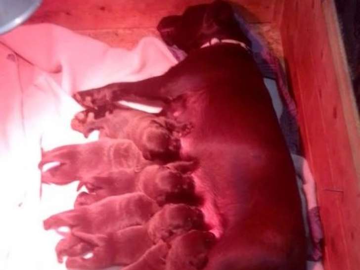 7 chiots Labradors Retrievers LOF à réserver