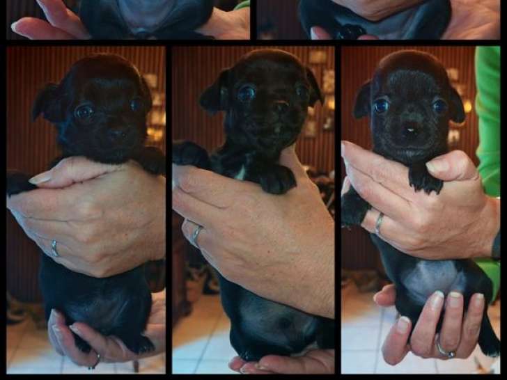 5 chiots Chihuahuas LOF à réserver