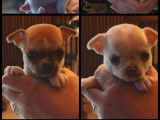 4 chiots Chihuahuas LOF à réserver