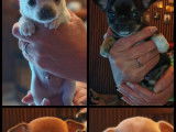 4 chiots Chihuahuas LOF à réserver