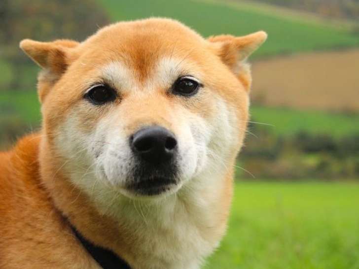 1 chienne Shiba Inu LOF à vendre, née en août 2016
