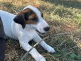 4 chiots m&acirc;les Jack Russells Terriers non-LOF &agrave; vendre
