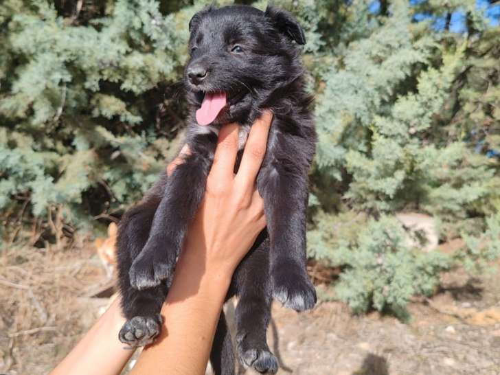 Glace, adorable chiot femelle croisée Border Collie à adopter en association