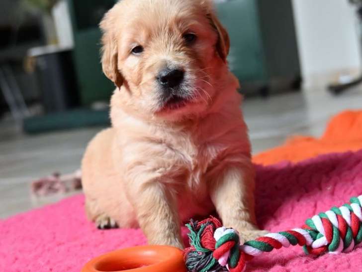 10 chiots Golden Retrievers LOF à réserver, nés en octobre 2025