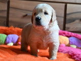 10 chiots Golden Retrievers LOF à réserver, nés en octobre 2025