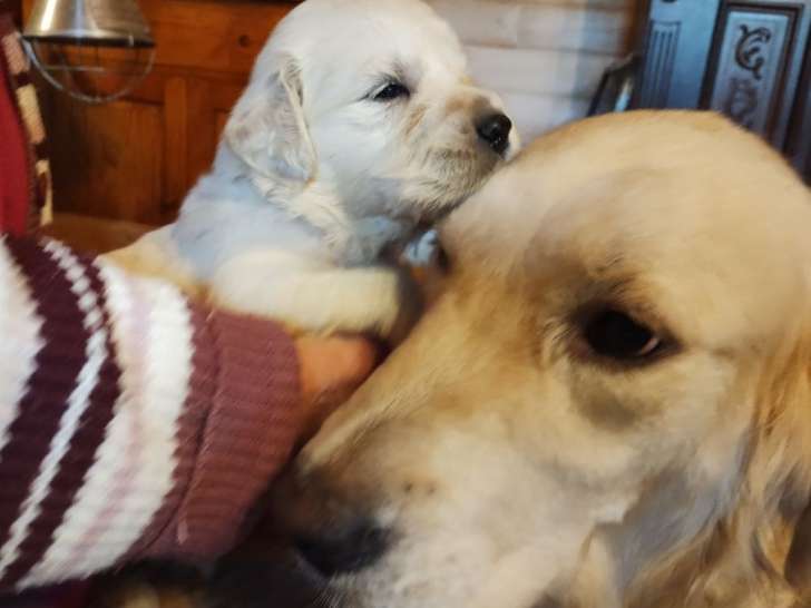 8 chiots Golden Retrievers LOF à réserver