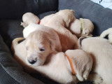8 chiots Golden Retrievers LOF à réserver