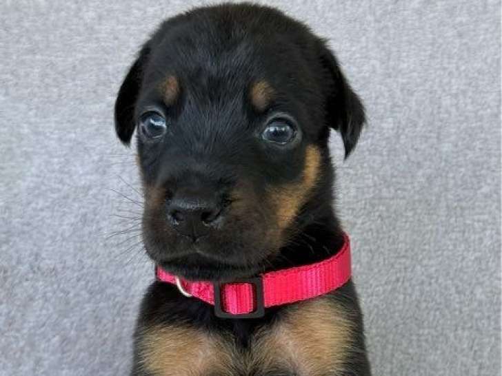 6 chiots Dobermanns LOF à réserver, nés en septembre 2025