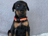 6 chiots Dobermanns LOF à réserver, nés en septembre 2025