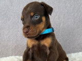 6 chiots Dobermanns LOF à réserver, nés en septembre 2025