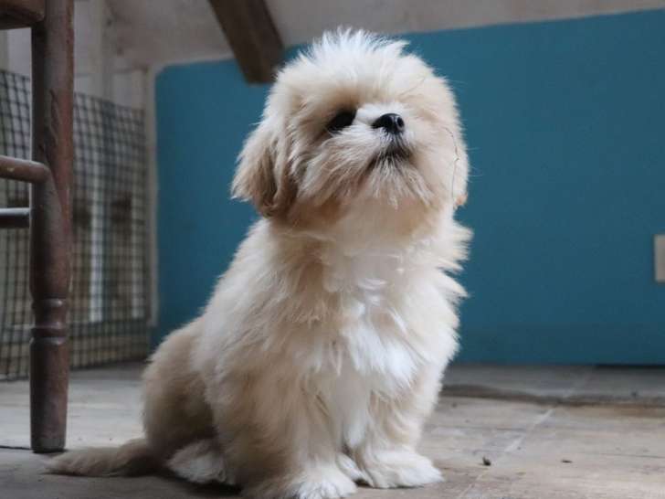 Des chiots Lhassa Apsos LOF à vendre, nés en juillet 2025