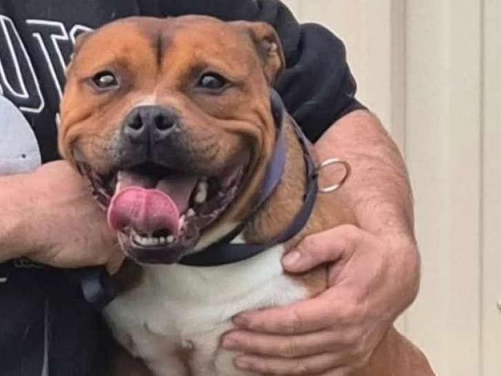 1 chien Staffordshire Bull Terrier LOF à vendre, né en août 2021