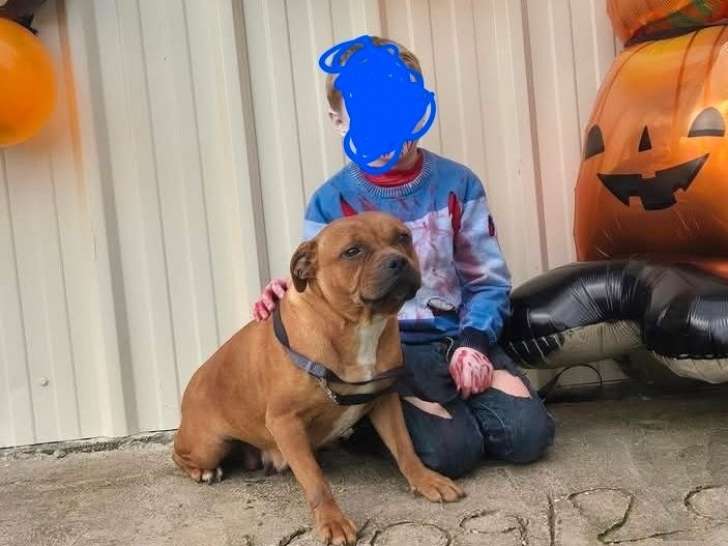 1 chienne Staffordshire Bull Terrier LOF à vendre, née en octobre 2021