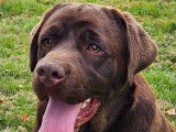 Chien Labrador chocolat à donner