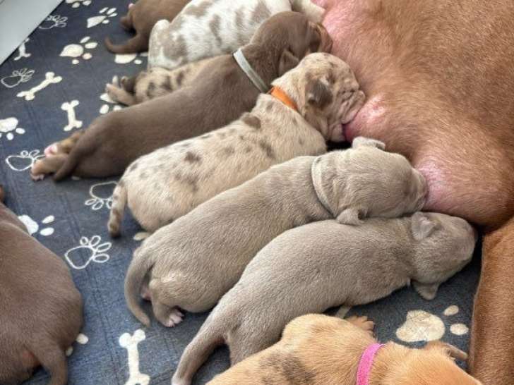 7 chiots American Bullies LOF à réserver