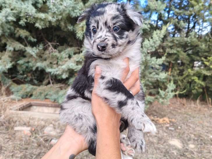 Picasso, adorable chiot croisé Border Collie à adopter en association