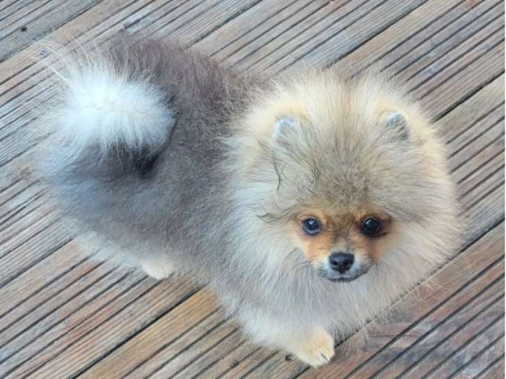 Chiot mâle Spitz de 5 mois orange charbonné à vendre